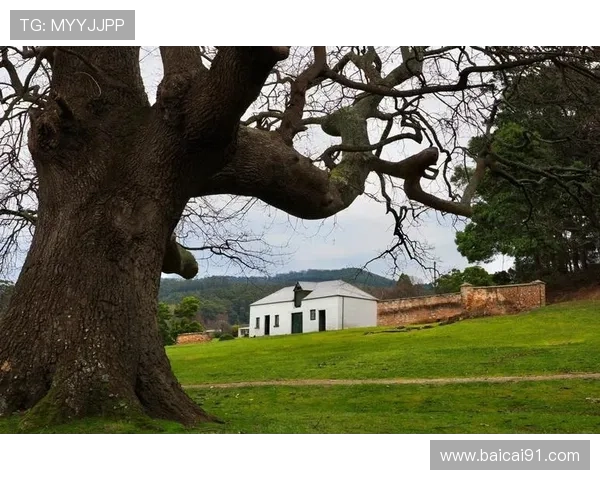 澳洲野性之旅：深入探索dingo的野外直播世界